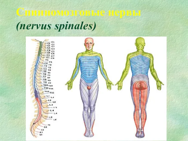 Спинномозговые нервы (nervus spinales)