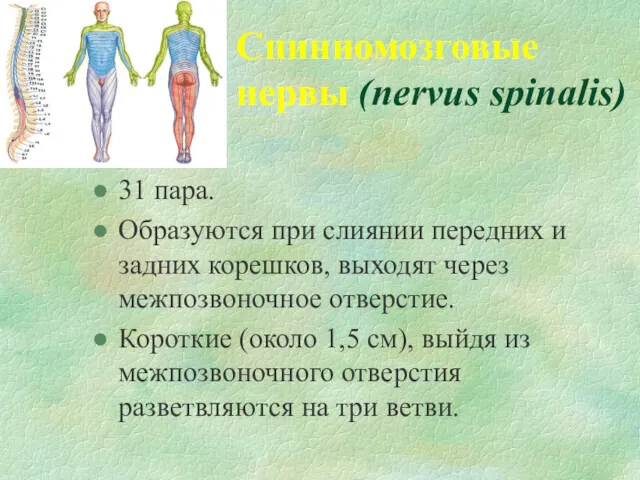 Спинномозговые нервы (nervus spinalis) 31 пара. Образуются при слиянии передних и задних корешков,