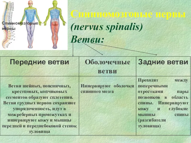 Спинномозговые нервы (nervus spinalis) Ветви: Спинномозговые нервы