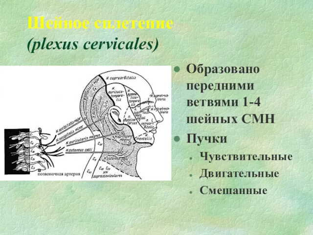 Шейное сплетение (plexus cervicales) Образовано передними ветвями 1-4 шейных СМН Пучки Чувствительные Двигательные Смешанные