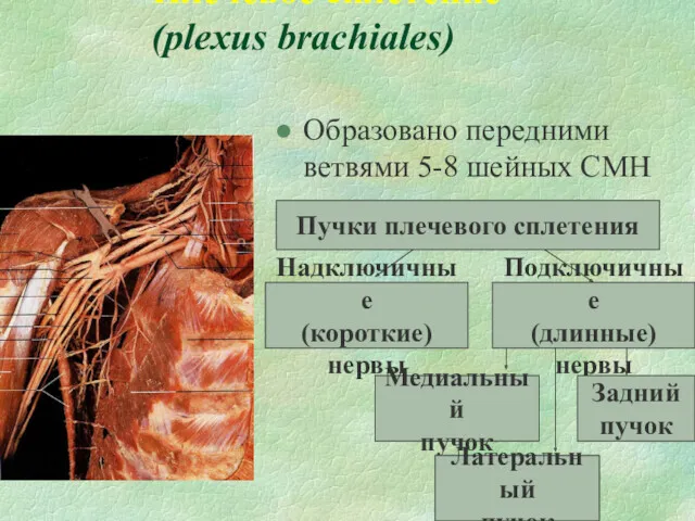 Плечевое сплетение (plexus brachiales) Образовано передними ветвями 5-8 шейных СМН Пучки плечевого сплетения