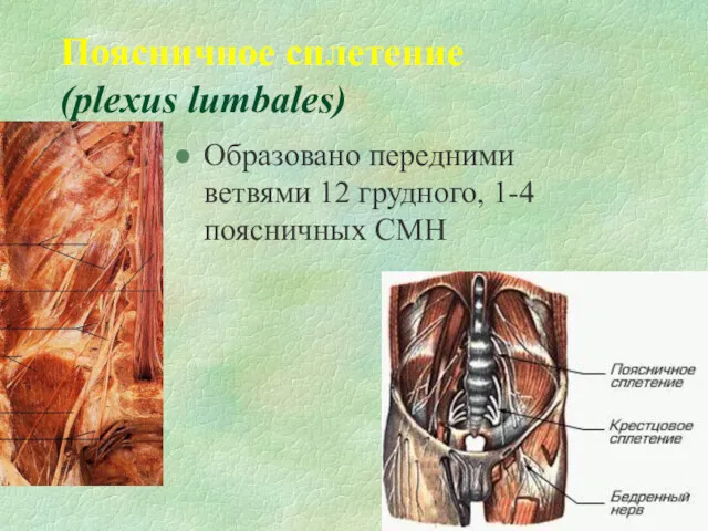Поясничное сплетение (plexus lumbales) Образовано передними ветвями 12 грудного, 1-4 поясничных СМН