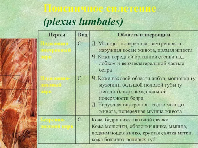 Поясничное сплетение (plexus lumbales)