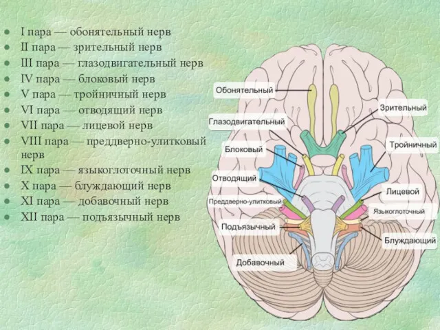 I пара — обонятельный нерв II пара — зрительный нерв III пара —
