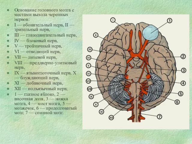 Основание головного мозга с местами выхода черепных нервов: I — обонятельный нерв, II