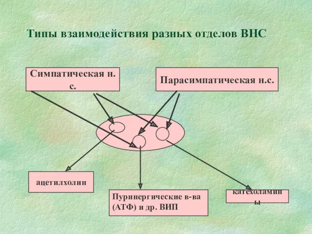 Типы взаимодействия разных отделов ВНС Симпатическая н.с. Парасимпатическая н.с. ацетилхолин катехоламины Пуринергические в-ва