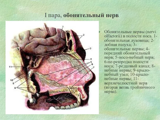 I пара, обонятельный нерв Обонятельные нервы (nervi olfactorii) в полости носа. 1-обонятельная луковица;