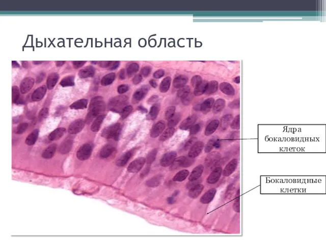 Дыхательная область Бокаловидные клетки Ядра бокаловидных клеток