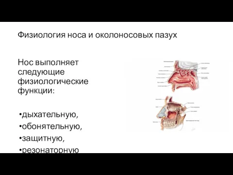 Физиология носа и околоносовых пазух Нос выполняет следующие физиологические функции: дыхательную, обонятельную, защитную, резонаторную (речевую).