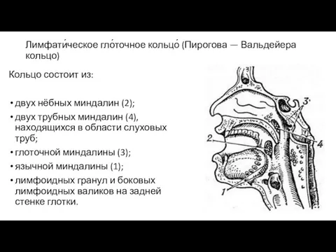 Лимфати́ческое гло́точное кольцо́ (Пирогова — Вальдейера кольцо) Кольцо состоит из: