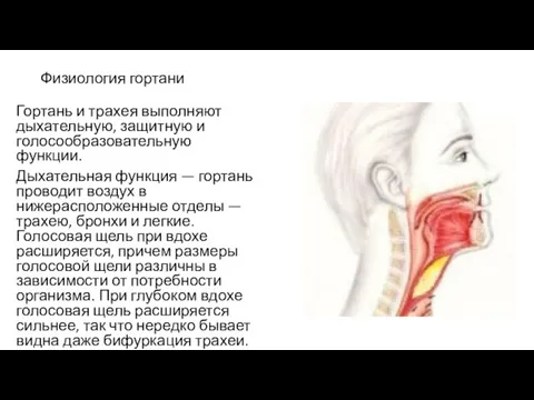 Физиология гортани Гортань и трахея выполняют дыхательную, защитную и голосообразовательную