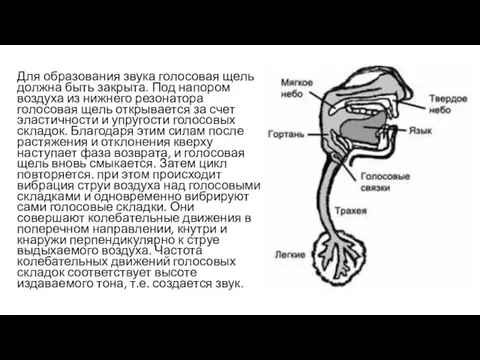 Для образования звука голосовая щель должна быть закрыта. Под напором