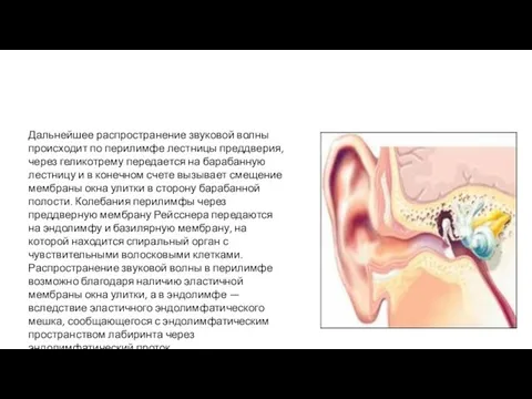 Дальнейшее распространение звуковой волны происходит по перилимфе лестницы преддверия, через