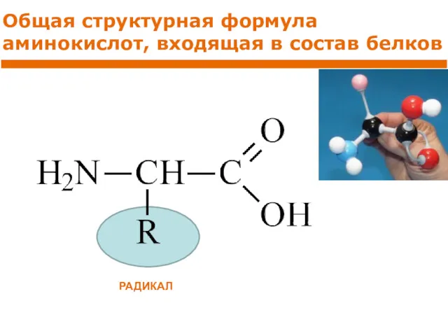 Общая структурная формула аминокислот, входящая в состав белков РАДИКАЛ