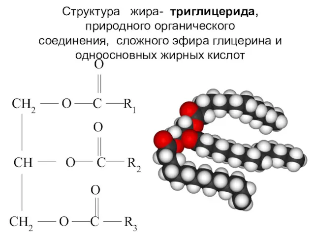 Структура жира- триглицерида, природного органического соединения, сложного эфира глицерина и одноосновных жирных кислот