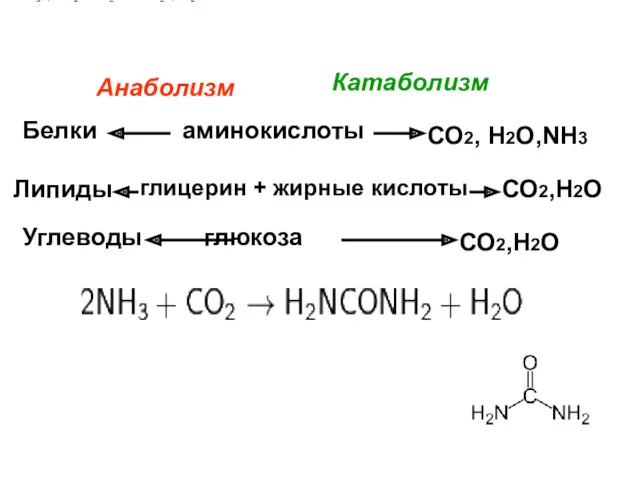 аминокислоты глицерин + жирные кислоты глюкоза Белки Липиды Углеводы СО2, Н2О,NH3 СО2,Н2О СО2,Н2О Анаболизм Катаболизм