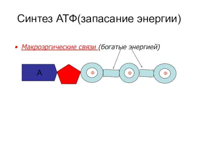 Синтез АТФ(запасание энергии) Макроэргические связи (богатые энергией) А Ф Ф Ф