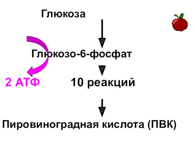 Глюкоза Глюкозо-6-фосфат 2 АТФ 10 реакций Пировиноградная кислота (ПВК)