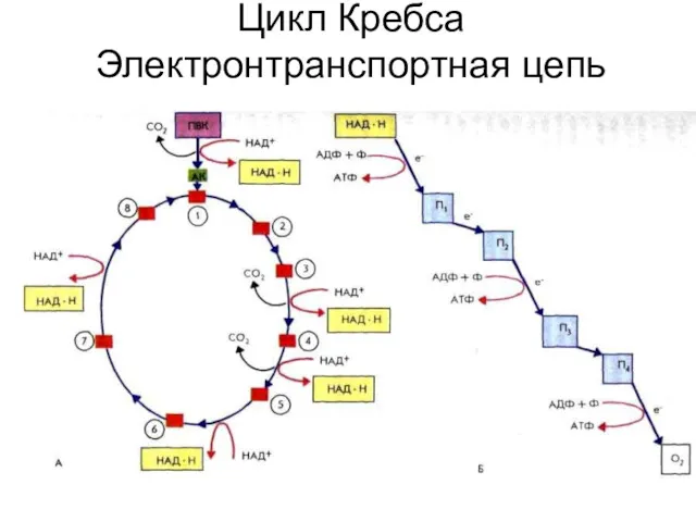 Цикл Кребса Электронтранспортная цепь