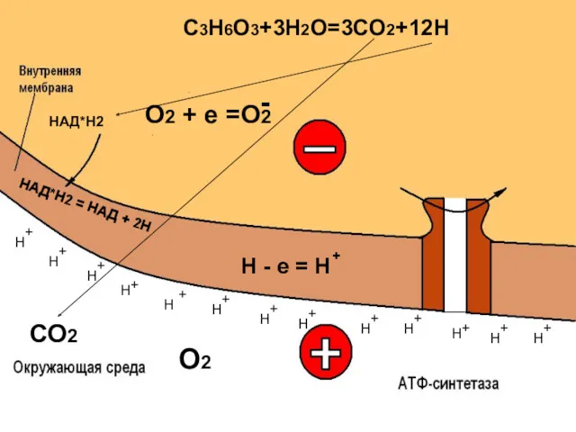 НАД*Н2 = НАД + 2Н СО2 О2 + + +