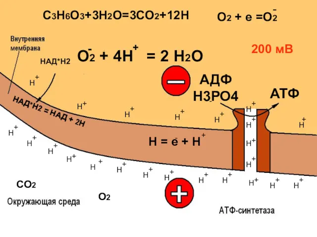 СО2 Н = е + Н О2 + 4Н =