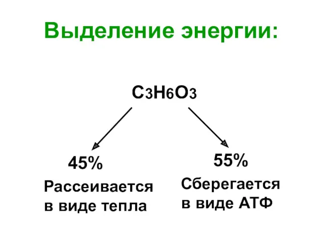 Выделение энергии: С3Н6О3 45% Рассеивается в виде тепла Сберегается в виде АТФ 55%