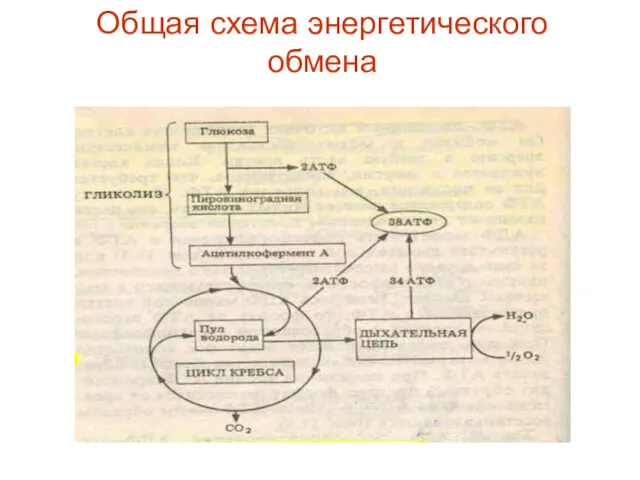 Общая схема энергетического обмена