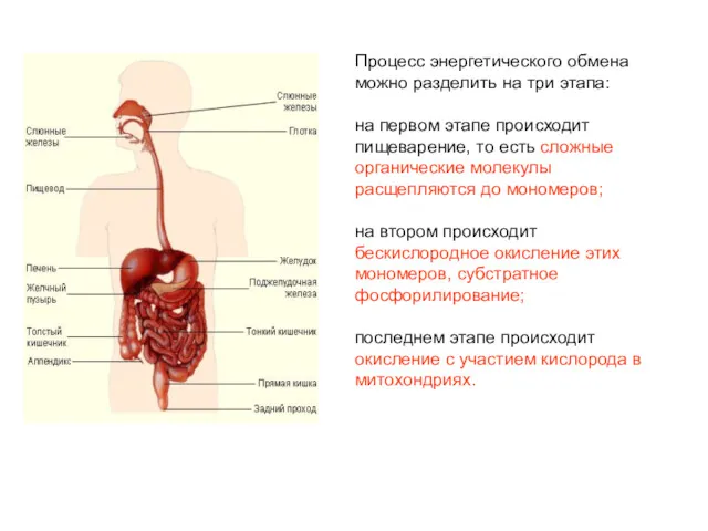 Процесс энергетического обмена можно разделить на три этапа: на первом