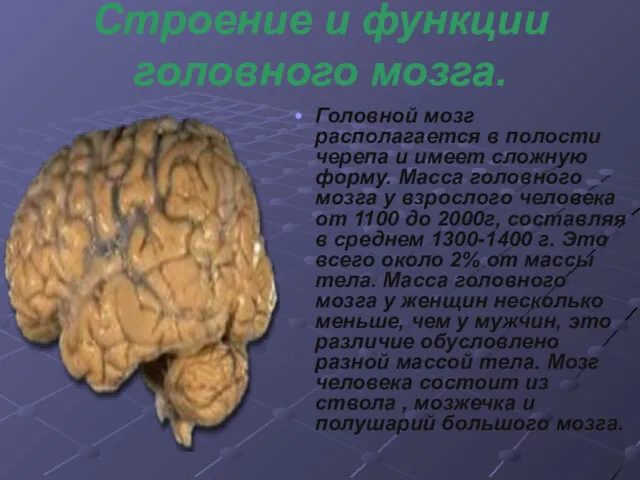 Строение и функции головного мозга. Головной мозг располагается в полости черепа и имеет