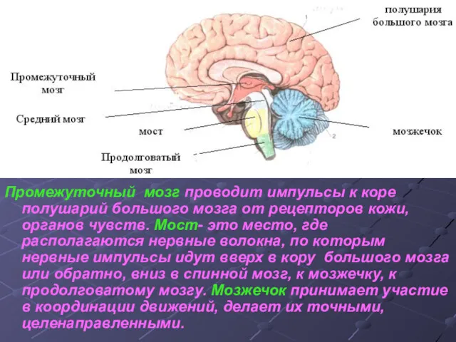 Промежуточный мозг проводит импульсы к коре полушарий большого мозга от рецепторов кожи, органов