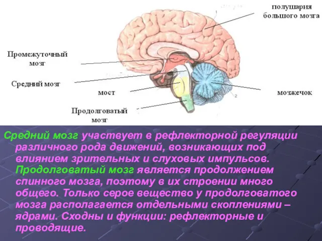 Средний мозг участвует в рефлекторной регуляции различного рода движений, возникающих под влиянием зрительных