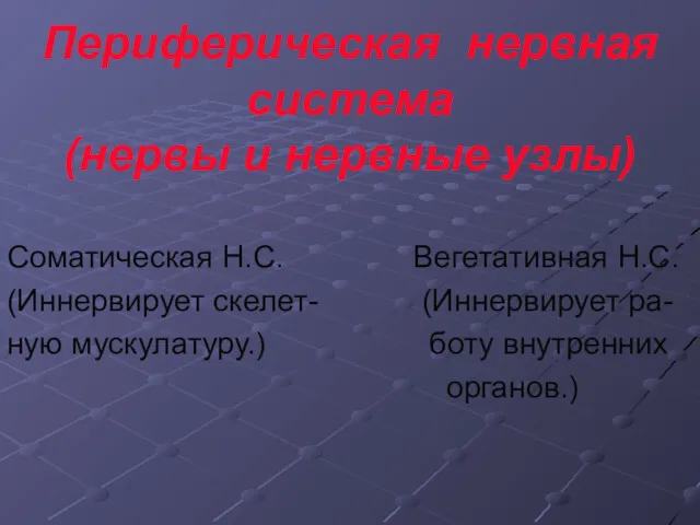 Периферическая нервная система (нервы и нервные узлы) Соматическая Н.С. Вегетативная Н.С. (Иннервирует скелет-