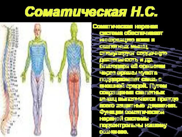 Соматическая Н.С. Соматическая нервная система обеспечивает иннервацию кожи и скелетных мышц, стимулирует сердечную