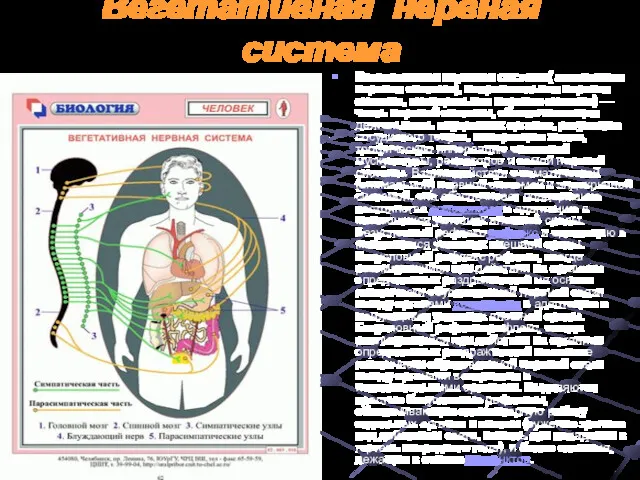 Вегетативная нервная система Вегетативная нервная система( автономная нервная система), непроизвольная нервная система, висцеральная