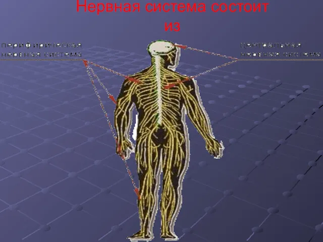 Нервная система состоит из