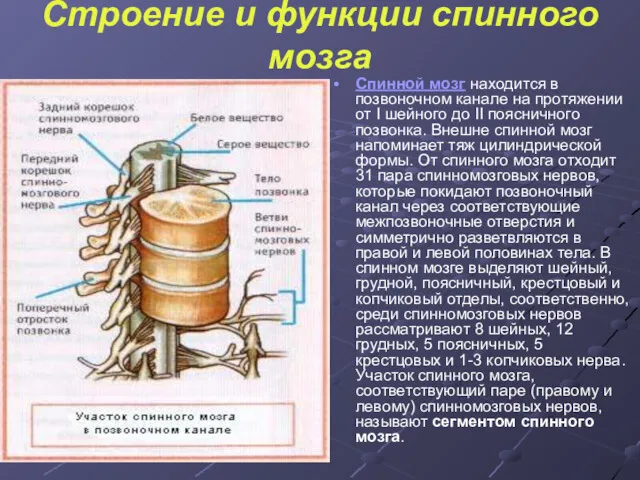 Строение и функции спинного мозга Спинной мозг находится в позвоночном канале на протяжении