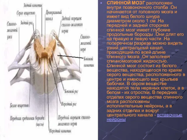 СПИННОЙ МОЗГ расположен внутри позвоночного столба .Он начинается от головного мозга и имеет