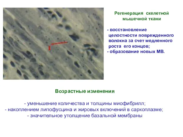 Регенерация скелетной мышечной ткани восстановление целостности поврежденного волокна за счет