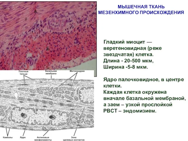 Гладкий миоцит — веретеновидная (реже звездчатая) клетка. Длина - 20-500