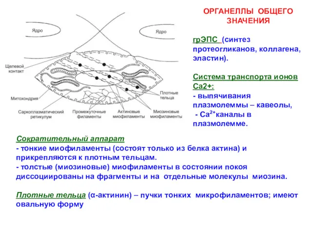 ОРГАНЕЛЛЫ ОБЩЕГО ЗНАЧЕНИЯ грЭПС (синтез протеогликанов, коллагена, эластин). Система транспорта