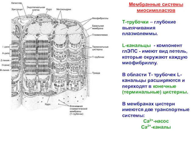 Мембранные системы миосимпластов Т-трубочки – глубокие выпячивания плазмолеммы. L-канальцы -