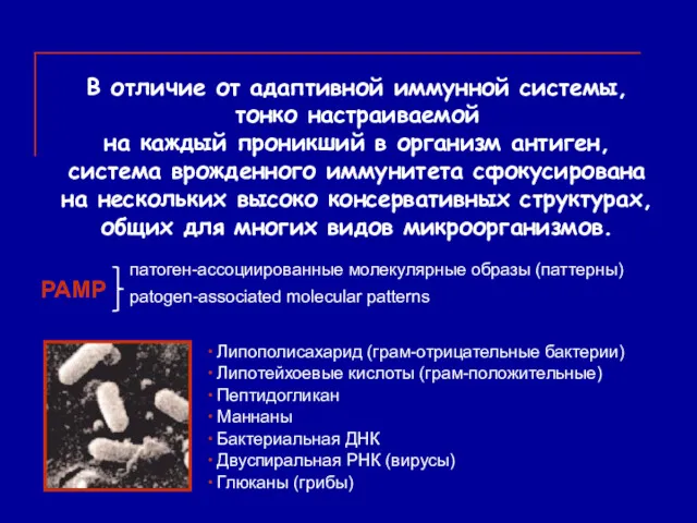 В отличие от адаптивной иммунной системы, тонко настраиваемой на каждый