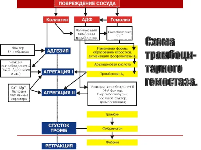 Схема тромбоци-тарного гемостаза.