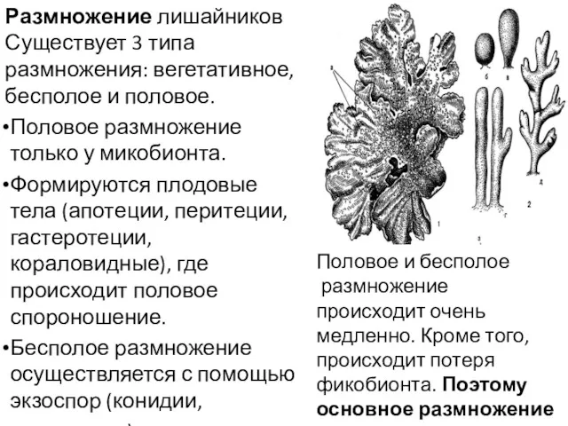 Размножение лишайников Существует 3 типа размножения: вегетативное, бесполое и половое.