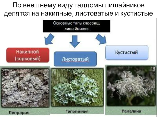 По внешнему виду талломы лишайников делятся на накипные, листоватые и кустистые