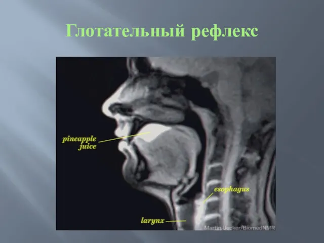 Глотательный рефлекс