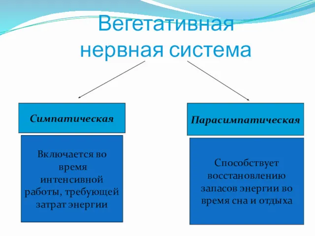 Вегетативная нервная система Симпатическая Парасимпатическая Включается во время интенсивной работы,