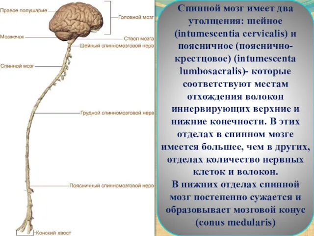 Спинной мозг имеет два утолщения: шейное (intumescentia cervicalis) и поясничное