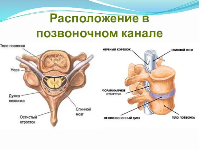 Расположение в позвоночном канале