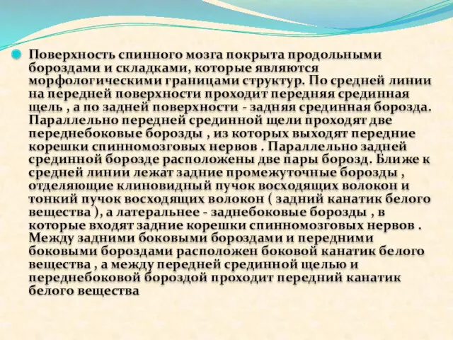 Поверхность спинного мозга покрыта продольными бороздами и складками, которые являются